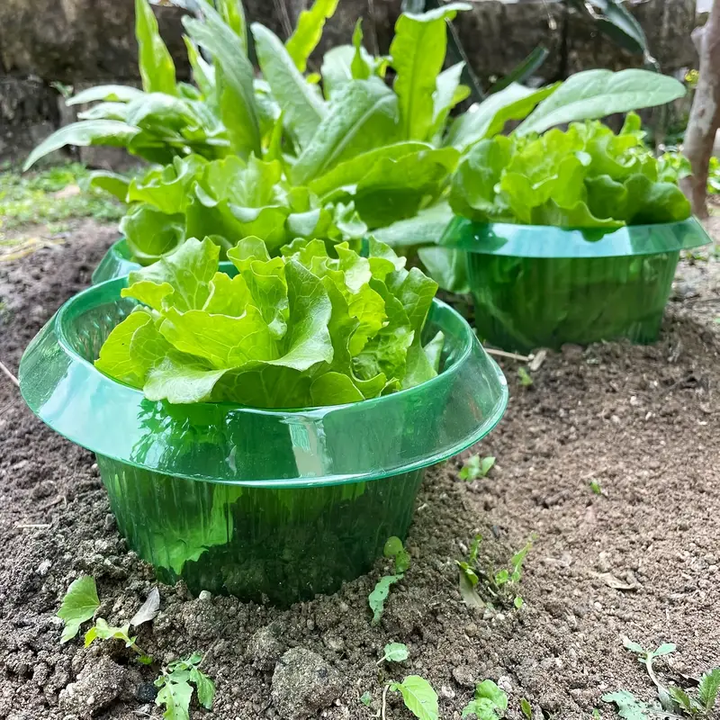 Cincin Pelindung Siput Tanaman - Smart Home Green ulasan dan harga