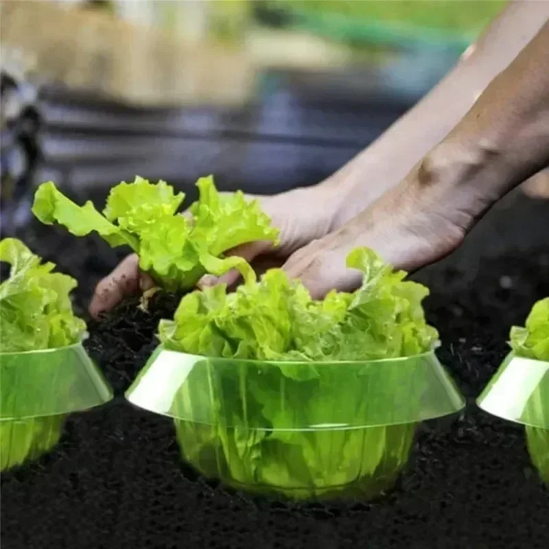 Cincin Pelindung Siput Tanaman - Smart Home Green ulasan dan harga